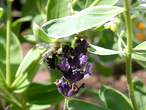 bee on lavendar