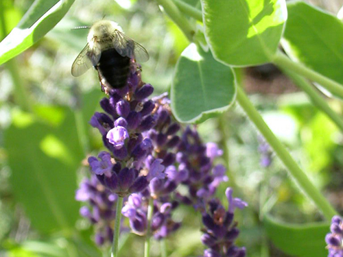 bee on lavendar