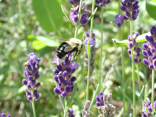 bee on lavendar