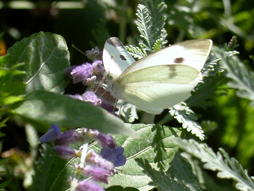 butterfly on lavendar